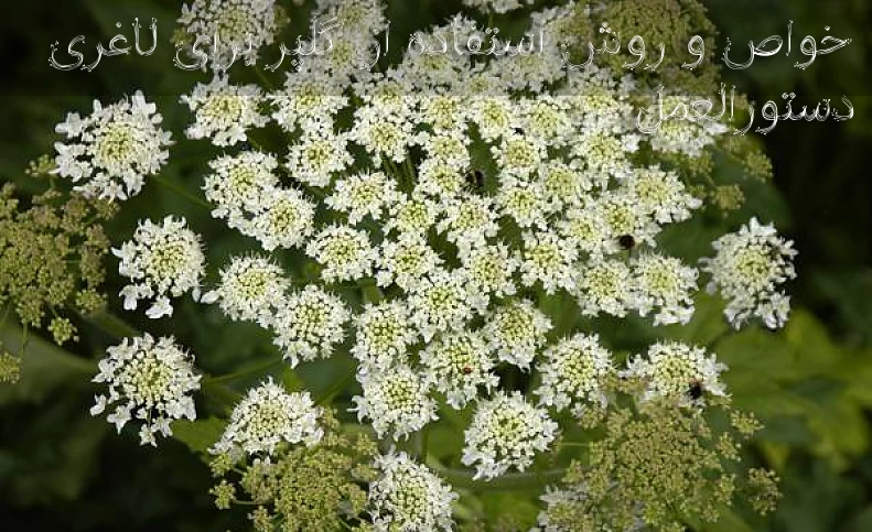 خواص و روش استفاده از گلپر برای لاغری + دستورالعمل